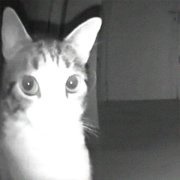 2003, Dreamside - why u die, why?