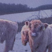 нексет емки - зимой мне скучно без тебя