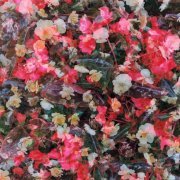 Автоспорт - Пожалуйста, только не домой