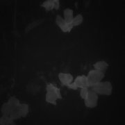 Меланхолия Тудэй - Полевые цветы