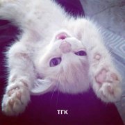 Morphy - тгк