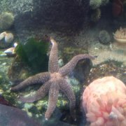 girlsweetvoiced - spearmint