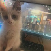 pluxurypurp, Эйфория - загоны