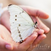 Sleep Surgeon - Butterfly