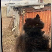 нексет емки - когда-нибудь