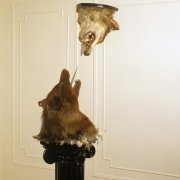 Elias Rønnenfelt - The Orchids