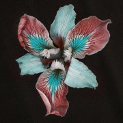 Tor - Foxglove (PALLADIAN Remix)