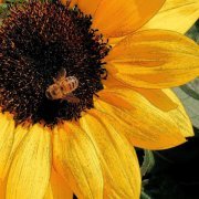 McCoy Tyner - Satin Doll