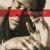 Andru Donalds - All Out Of Love