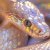 DANNEE - PINK SNAKE