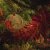 DENIS STELMAKH - Fairy Lights