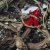 Daniel Rossen, Hannah Frances - Life's Work