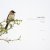 Joseph Haydn, Classical Archive Stereo Arts - String Quartet No. 63 in D Major 'The Lark', Hob. III:63: II. Adagio